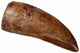 Serrated Carcharodontosaurus Tooth - Huge Dinosaur Tooth #329932-1